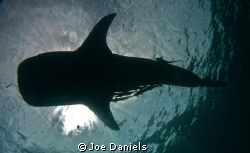 Underneath the biggest fish in the sea by Joe Daniels 
